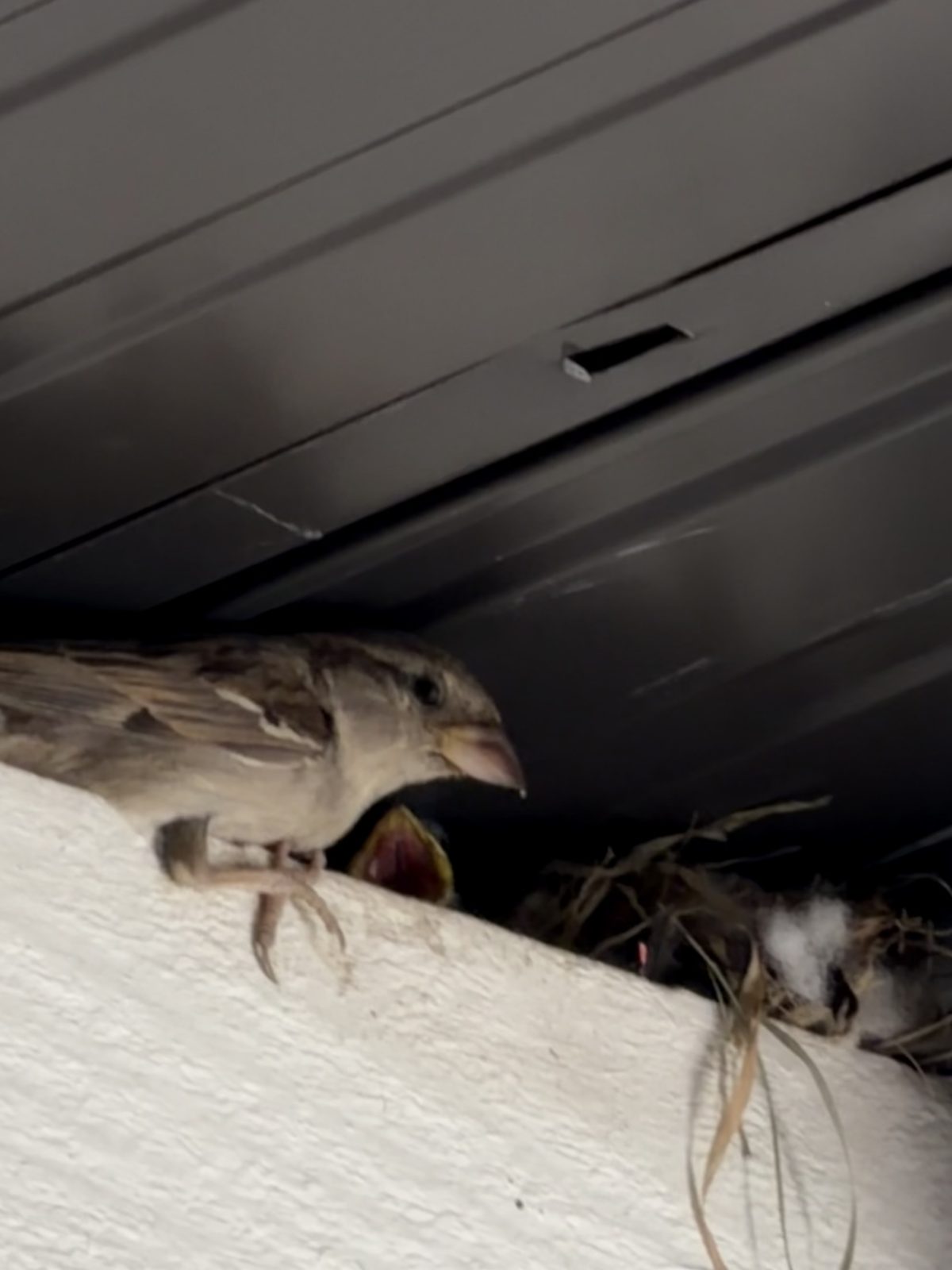 This bird